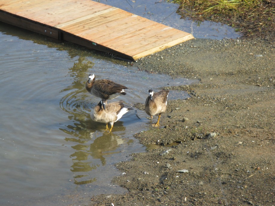 Trip photo #26/32 Canada geese