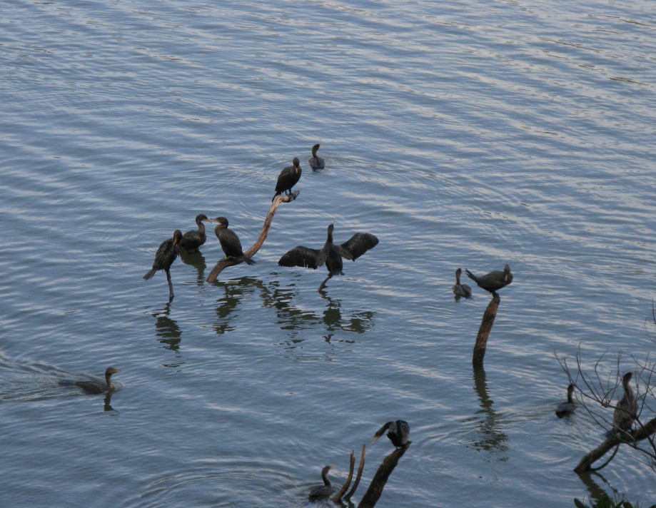 Trip photo #28/32 Cormorants drying out