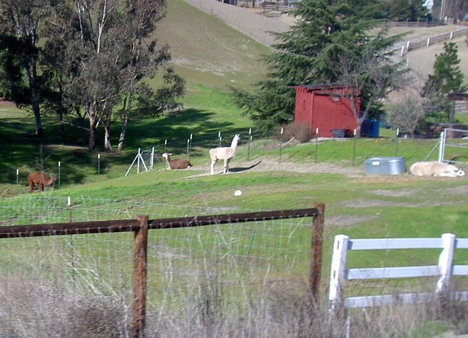 Trip photo #7/16 Llamas/Alpacas on Collier Canyon