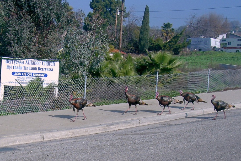 Trip photo #11/11 A few turkeys on their way to church
