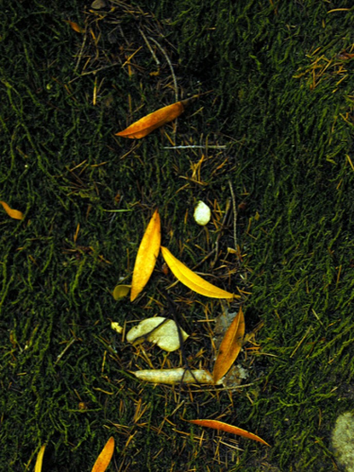 Trip photo #76/134 Leaves on Moss