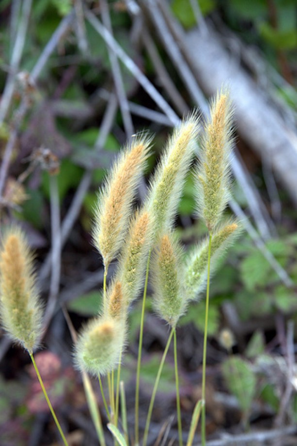 Trip photo #14/28 Pampas grass (Cortaderia selloana)