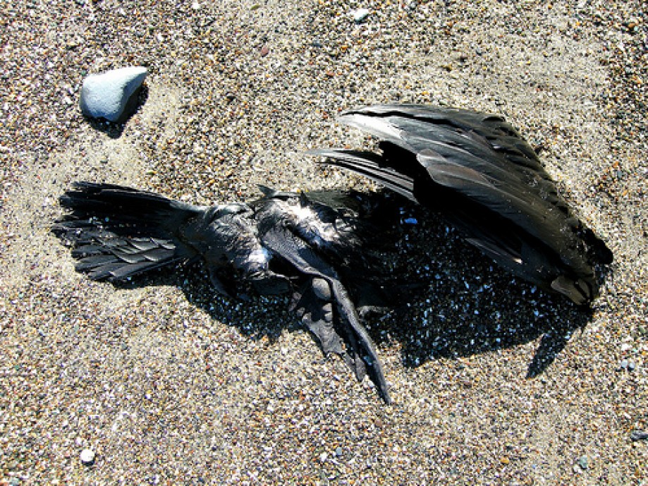 Trip photo #26/50 Dead Black Bird