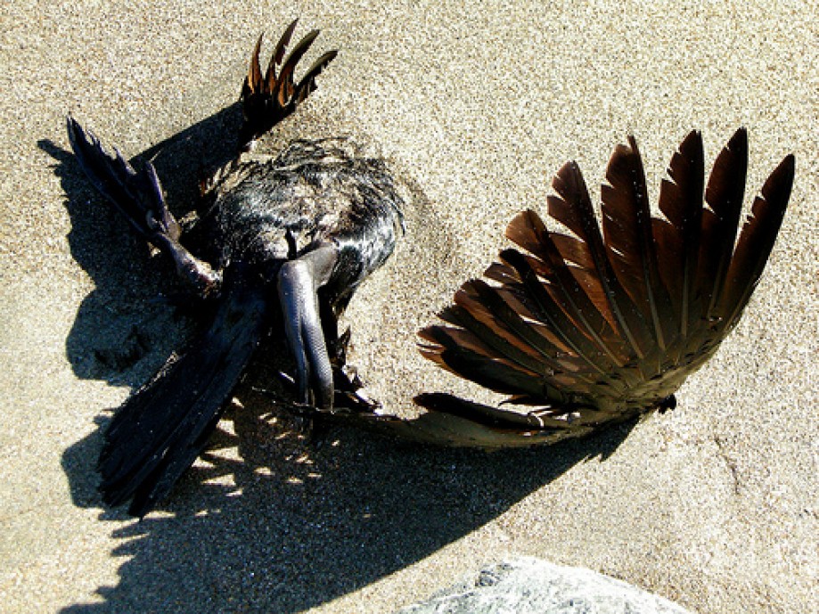 Trip photo #33/50 Partially Buried Dead Bird