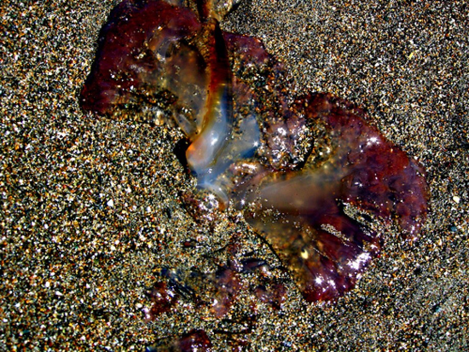 Trip photo #27/50 Partially Buried Seaweed