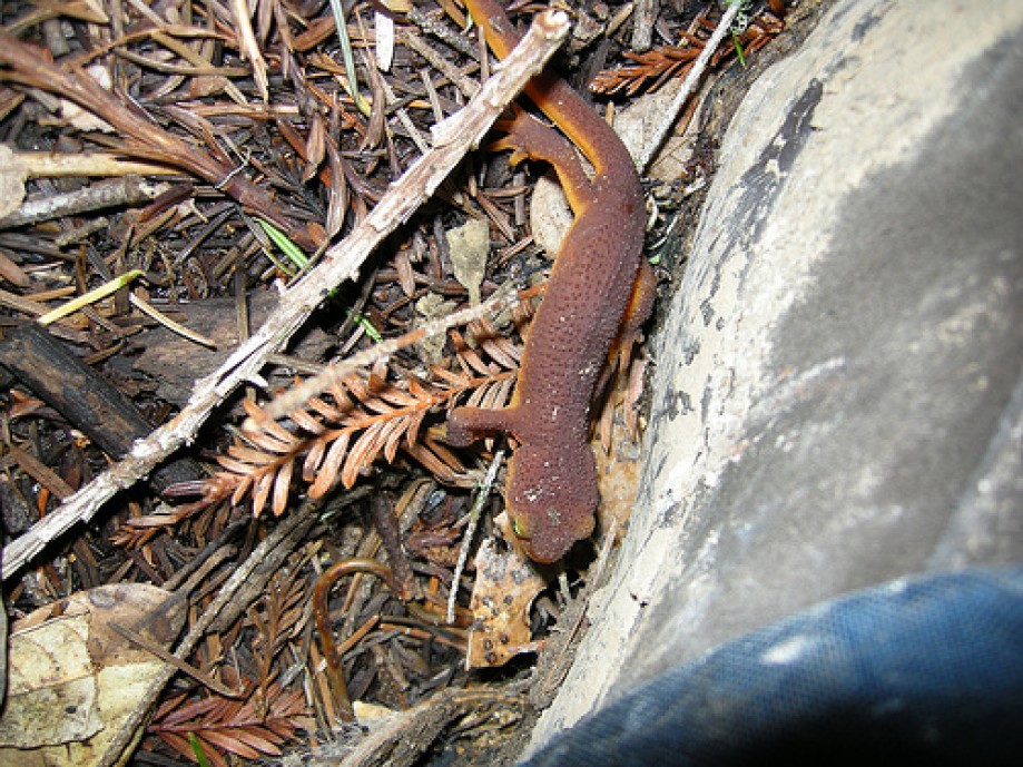 Trip photo #16/82 Poisoness Salamander