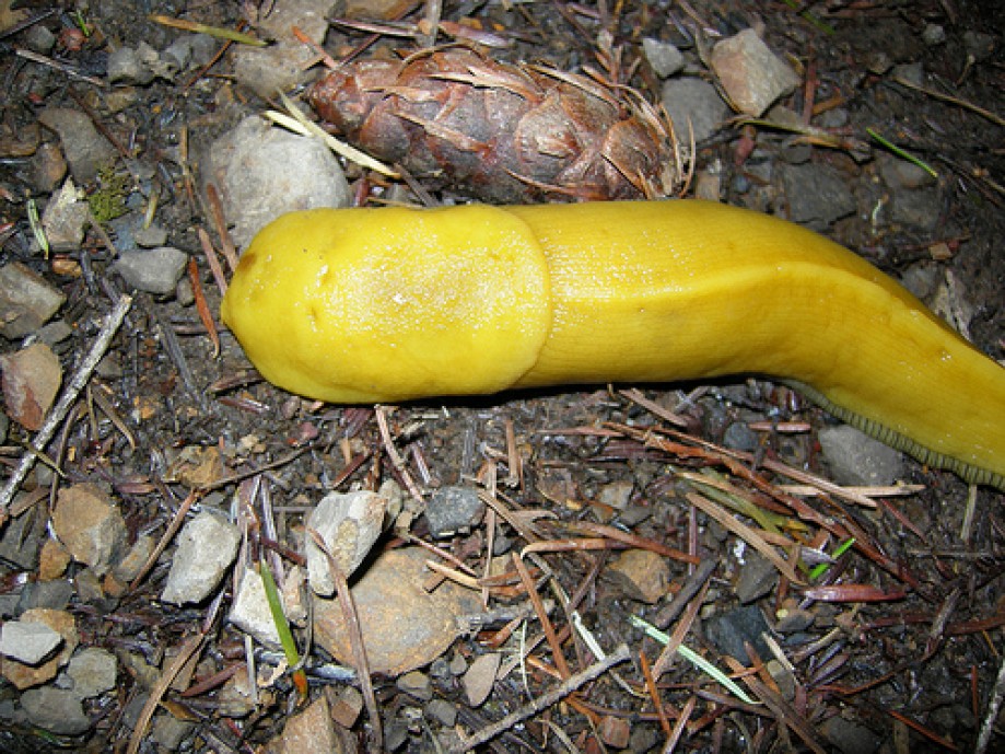 Trip photo #8/82 Banana Slug