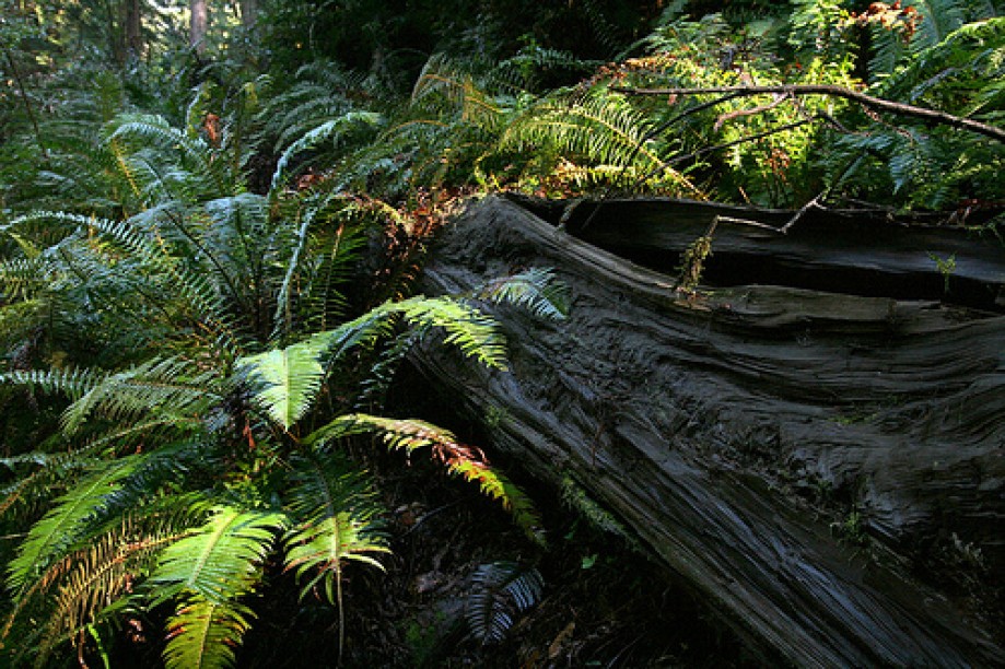 Trip photo #18/45 Wet Fallen Redwood covered with Ferns