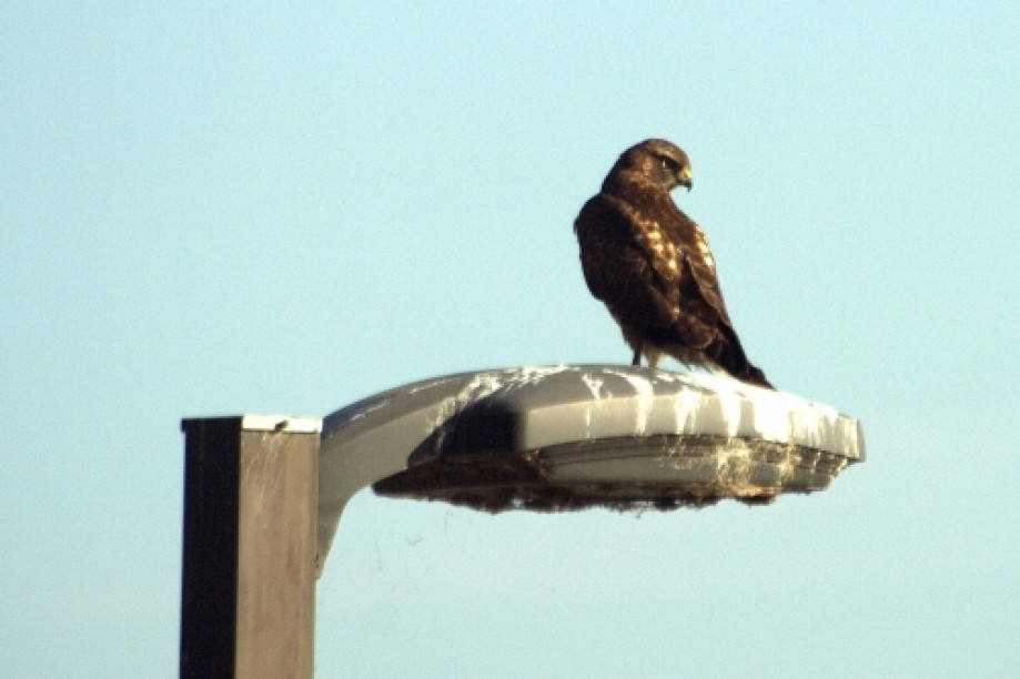 Trip photo #5/19 Red Tailed Hawk