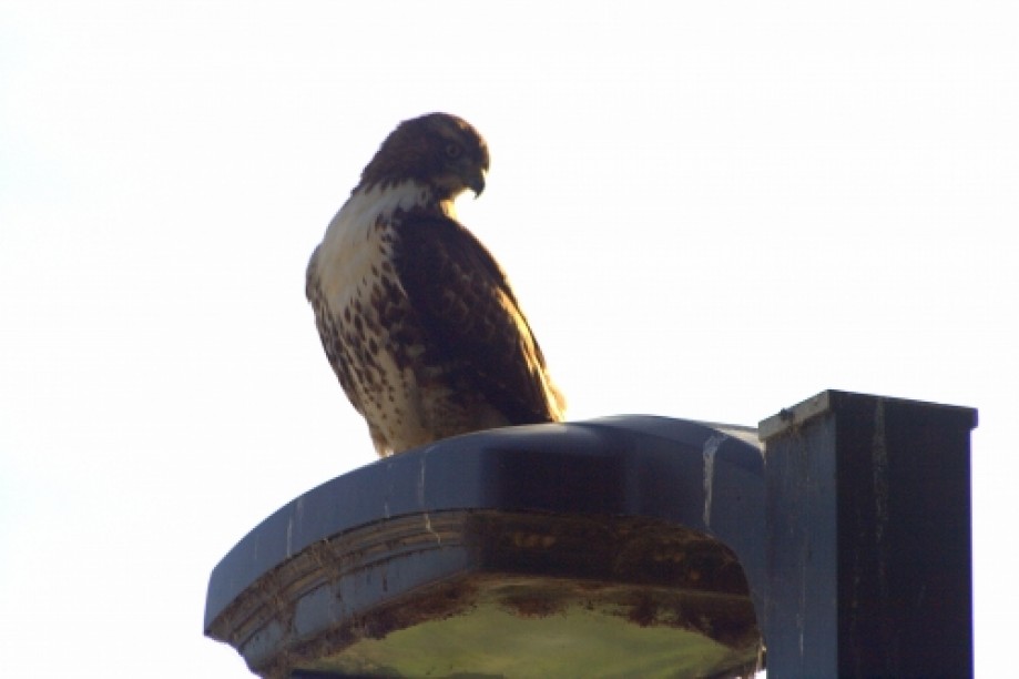 Trip photo #6/19 Red Tailed Hawk