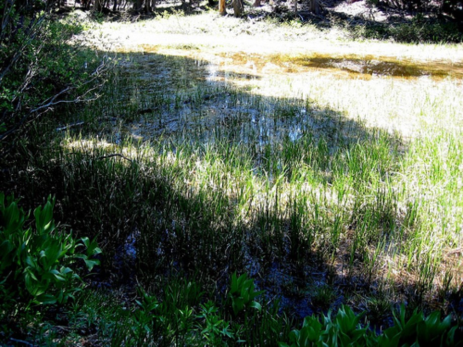 Trip photo #39/69 Biological Succession in this Pond