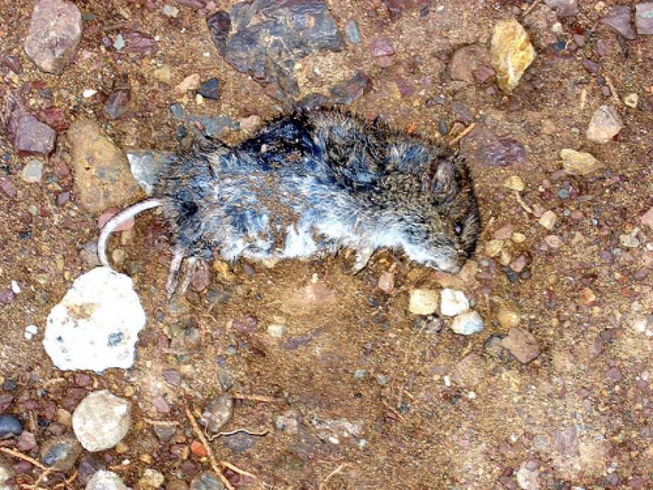 Trip photo #8/24 Dead Rat on the Trail