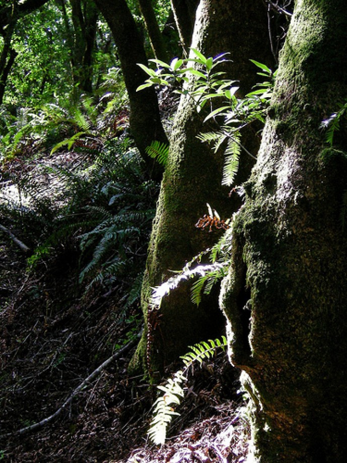 Trip photo #77/81 Ferns, Moss and Trees