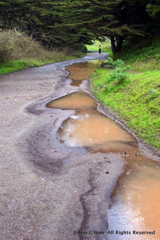 Trip photo #17/29 Puddles on Trail