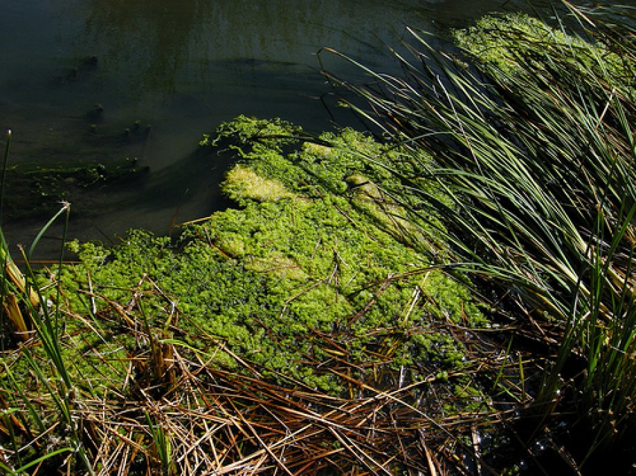 Trip photo #13/18 Algae in Storm Drain Pond