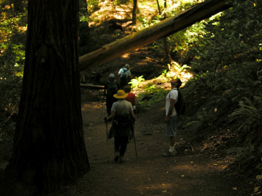 Trip photo #20/30 Admiring the Redwoods
