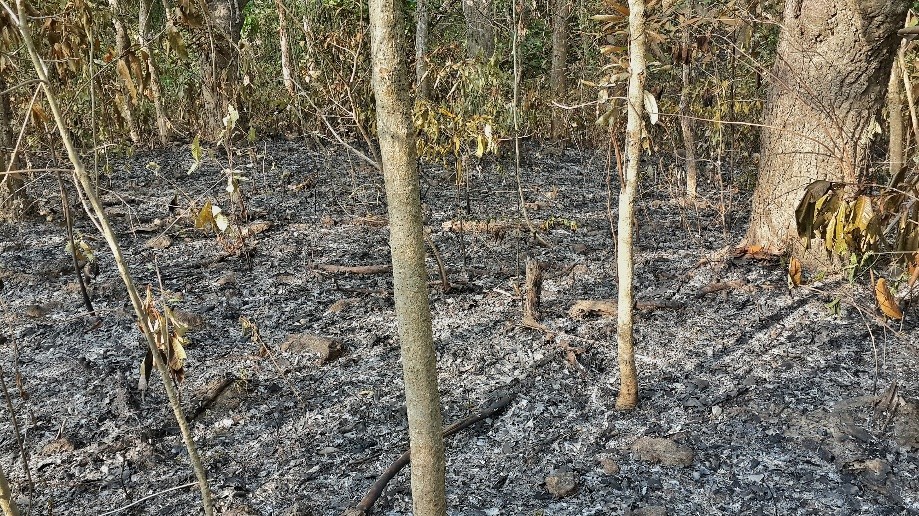 Trip photo #1/4 People burn the forrest floor every year, apparently for harvesting mushrooms.