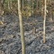 People burn the forrest floor every year, apparently for harvesting mushrooms.