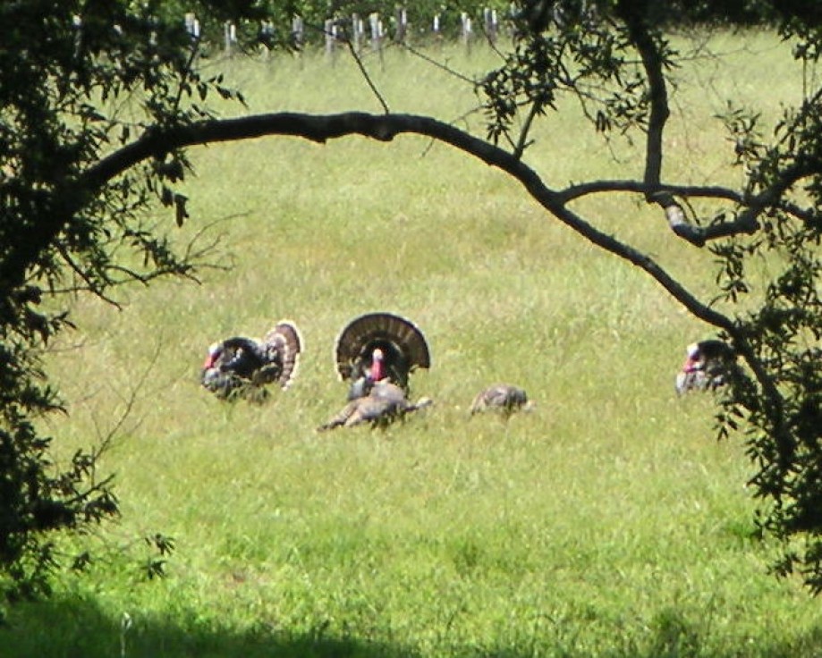 Trip photo #19/20 Wild turkeys along Francis Drake Blvd.