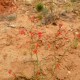 Wildflower: Scarlet Gilia