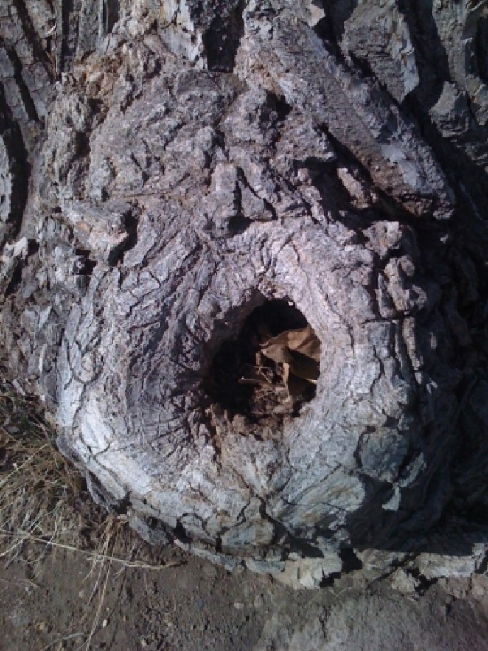 Trip photo #5/10 Knot hole in a tree
