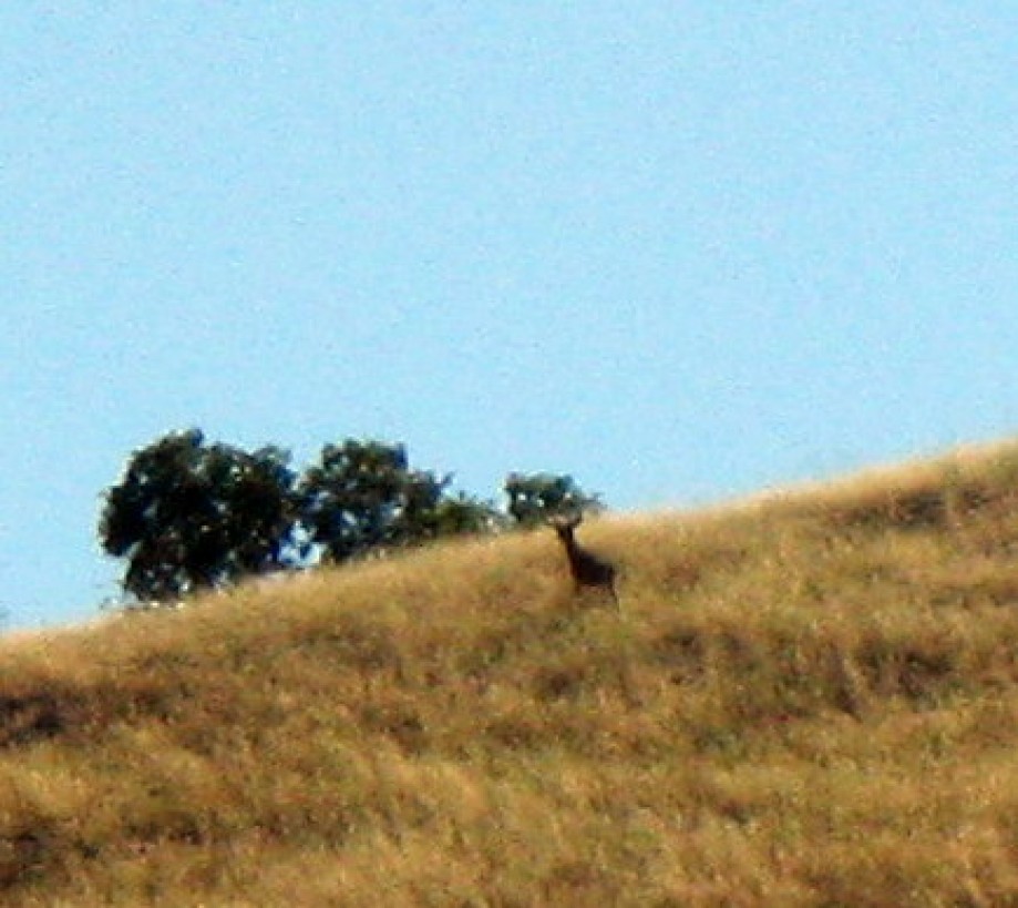 Trip photo #5/16 Deer near the ridge