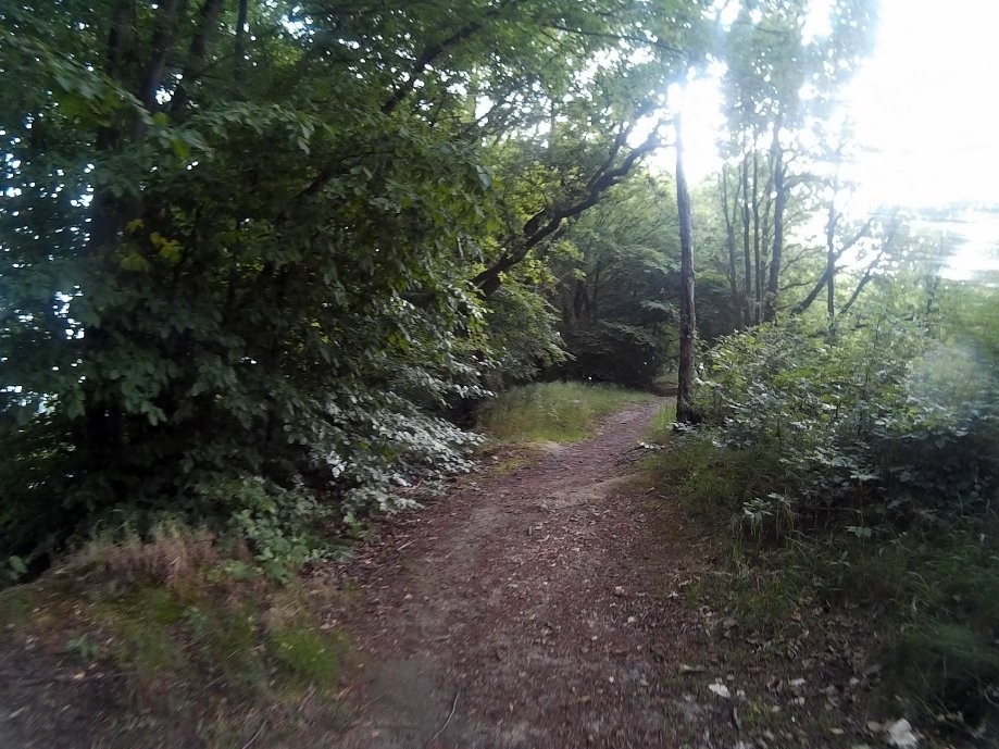 Trip photo #7/47 der in ein kurzes Waldstück mit Trails mündet