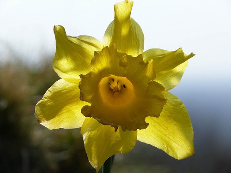 Trip photo #8/16 Daffodil