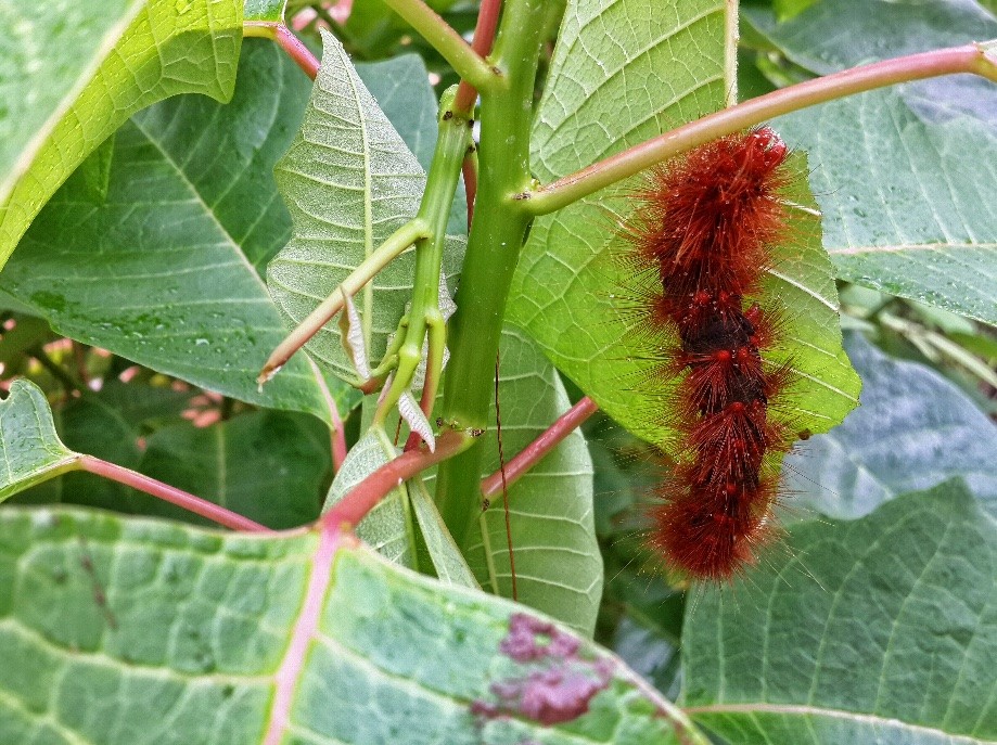 Trip photo #16/19 Fuzzy caterpillars and nice to look at but don't touch.