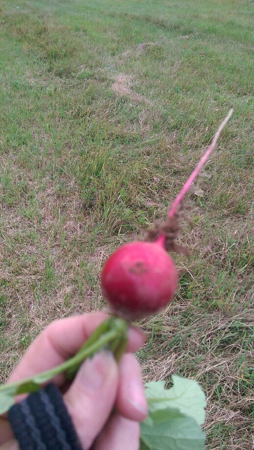 Trip photo #12/15 This radish  is from Bud and Tia's garden. It was delicious. Ranger didn't want one.