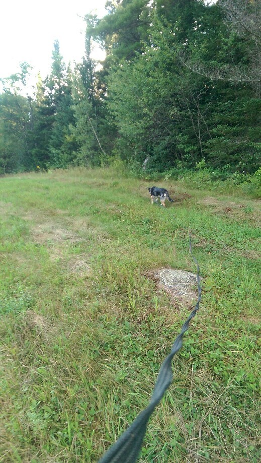 Trip photo #6/18 The long leash lets Kora explore safely. It's loose and dragging like this most of the time.