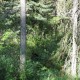 Head of black bear hidden in bushes
