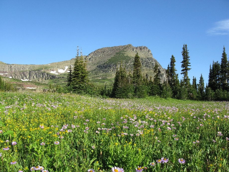 Trip photo #2/21 Wildflower field at the pass