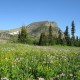 Wildflower field at the pass