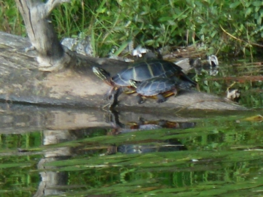 Trip photo #7/32 turtles in sun close