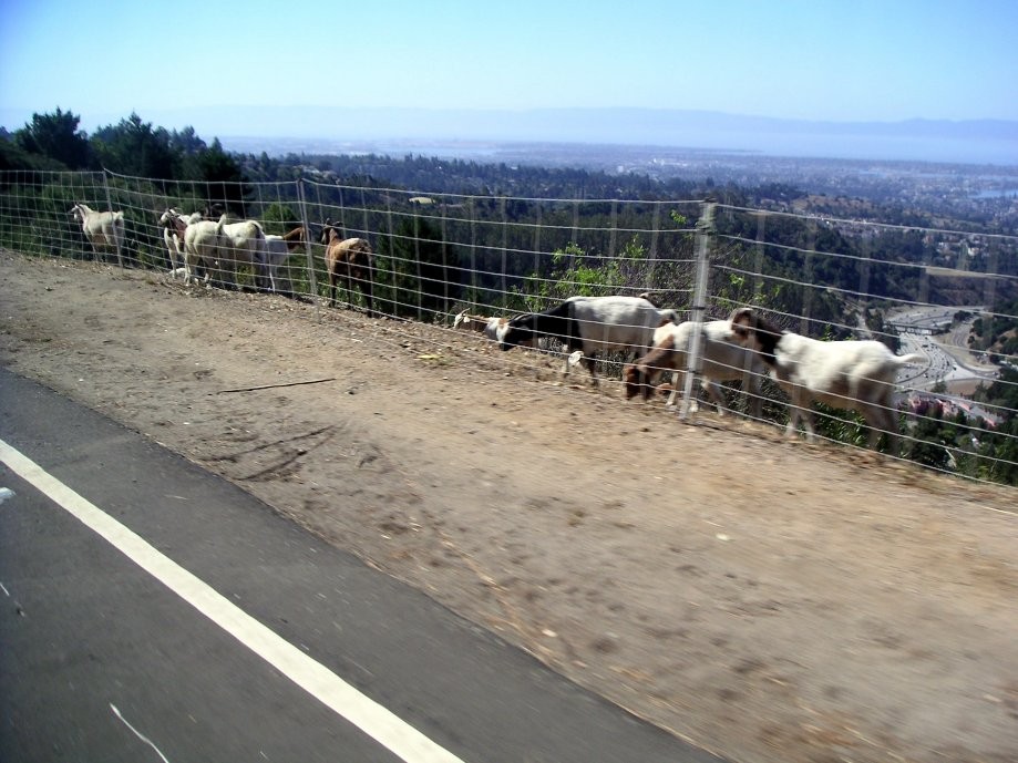 Trip photo #23/38 'Goats 'R Us' at work clearing the weeds