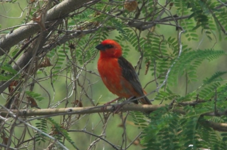 Trip photo #11/11 Red Fody (Kardinal in creole) Foudia madagascariensis