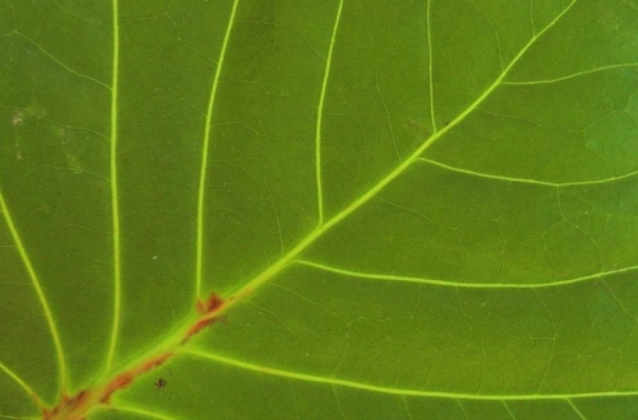 Trip photo #16/17 Terminalia catappa - Badamier - leaf