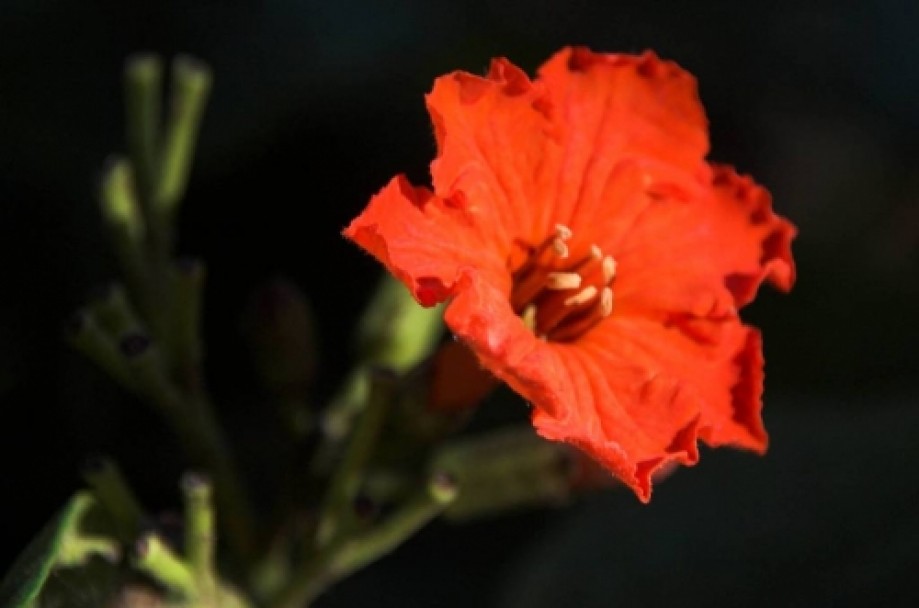 Trip photo #17/17 Terminalia catappa - Badamier - flower