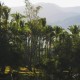 Palm grove - Palmeraie