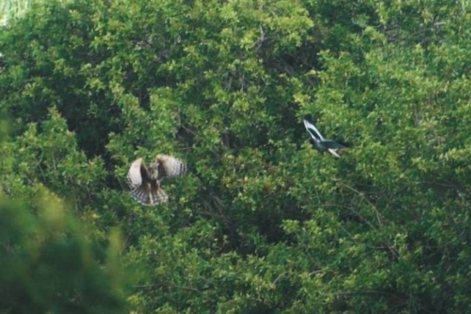 Trip photo #8/25 Papangs - Réunion Harrier playing (or fighting)