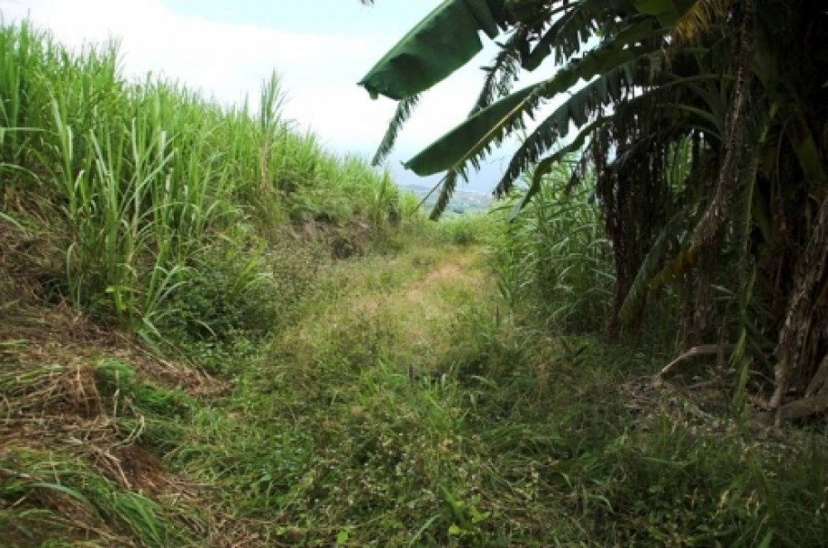 Trip photo #16/25 Trail between sugar plantation and banana trees