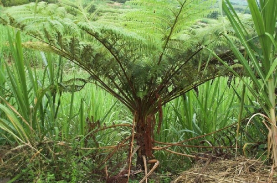 Trip photo #18/25 Fanjan - Australian tree fern - Cyathea cooperi