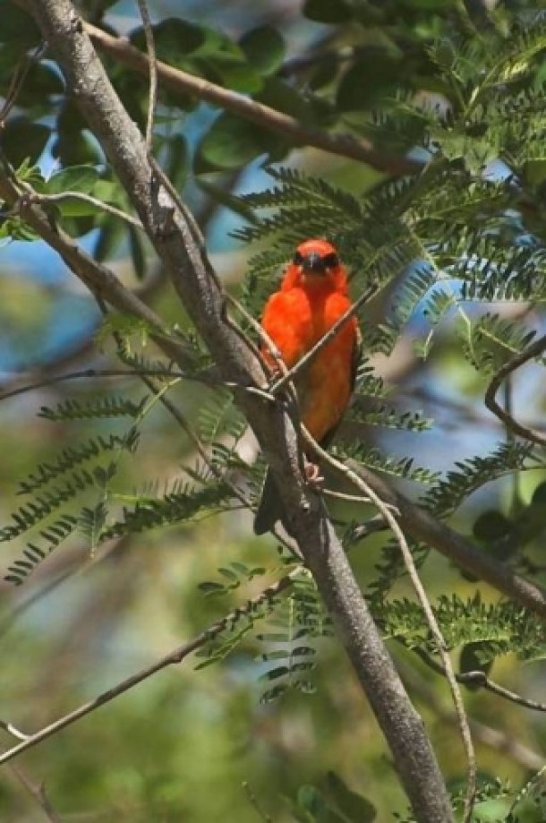 Trip photo #9/13 Cardinal (foudi rouge) - Foudia madagascariensis