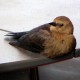 Bird appeared to have a sore leg/foot - stayed close by on a table.