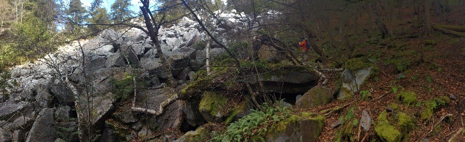 Trip photo #5/10 Birch tree sprawled across the rocks, still alive!