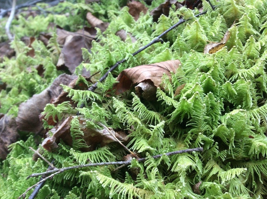 Trip photo #7/10 Ferns and mosses still green in the end of November.