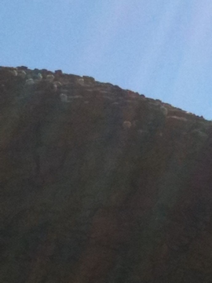 Trip photo #4/39 Rocky Mountain goats with babies.