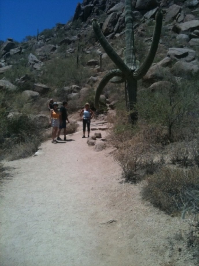 Trip photo #6/25 Drooping Saguaro Cactus