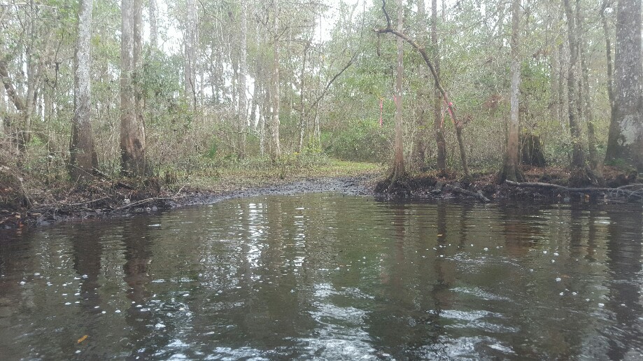 Trip photo #6/7 My peaceful plan to exit was nixed by gator interuptus!